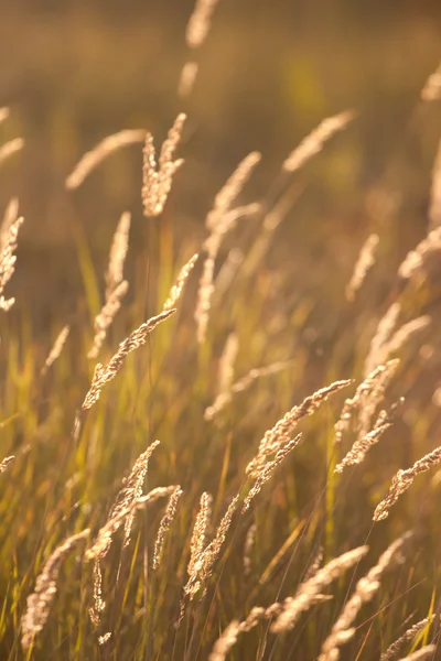 Сухая луговая трава на солнце — стоковое фото