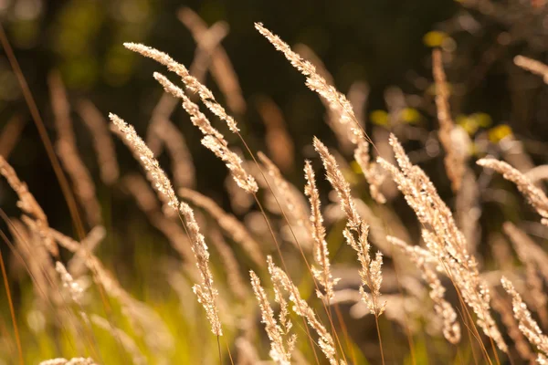 乾燥した草原地帯の草地 — ストック写真