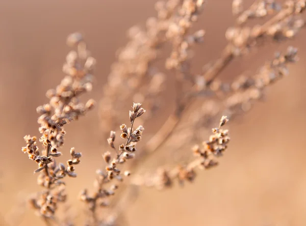 Grama de erva daninha seca à luz do sol — Fotografia de Stock