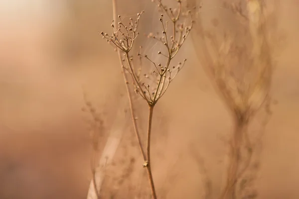乾燥の雑草草 — ストック写真