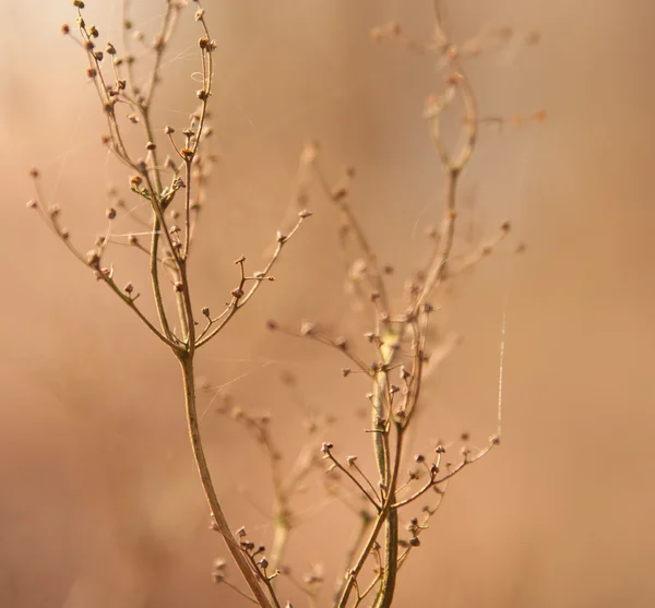 Сухая трава на солнце — стоковое фото