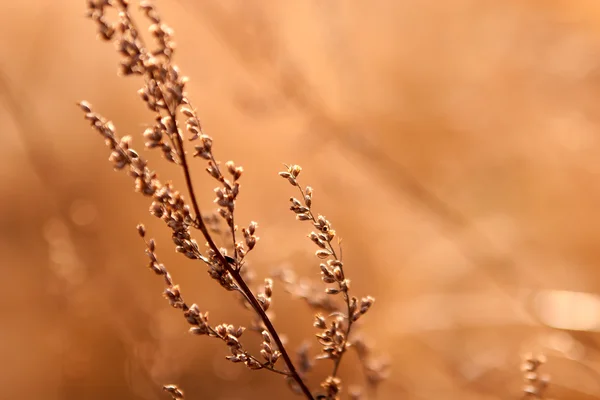 Сухая трава на солнце — стоковое фото