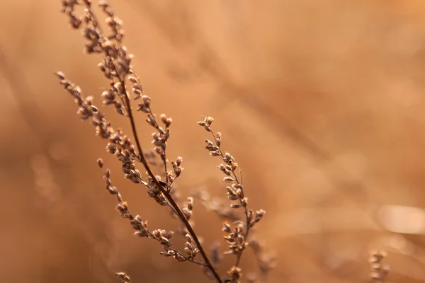 Erva daninha seca à luz do sol — Fotografia de Stock