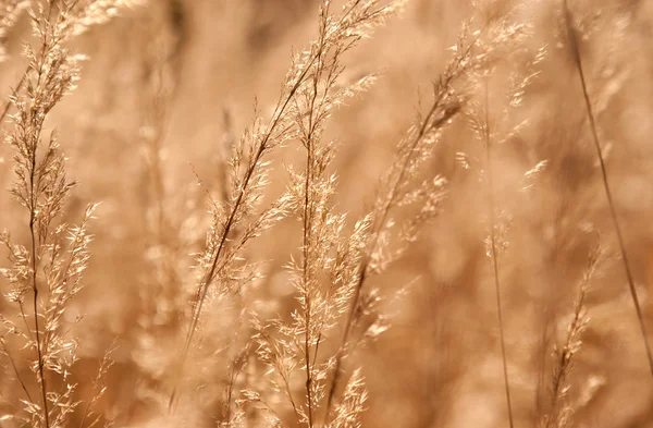 日光で乾燥の雑草 — ストック写真