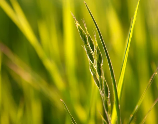 緑の草の耳 — ストック写真