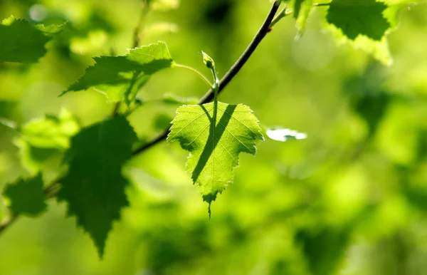 햇빛에 신선한 자작나무 잎 — 스톡 사진