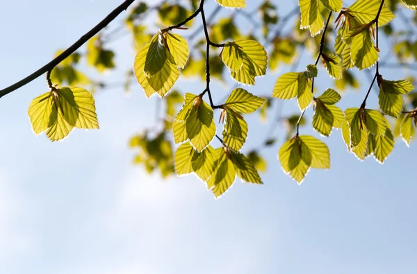 Frische grüne Blätter gegen den Himmel — Stockfoto