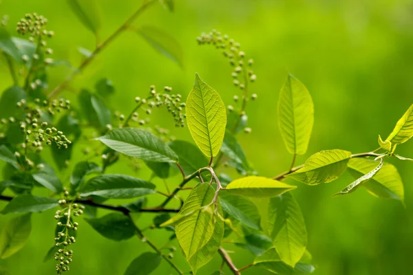 Färska gröna blad och blomknoppar — Stockfoto