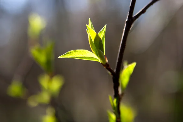 Färska gröna blad i solljus — Stockfoto