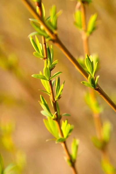 Fresh green leaves of willow in sunlight — Stock Photo, Image
