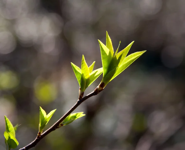 Fresh leaves in sunshine — Stock Photo, Image