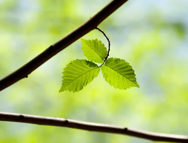 Fresh spring leaves — Stock Photo, Image