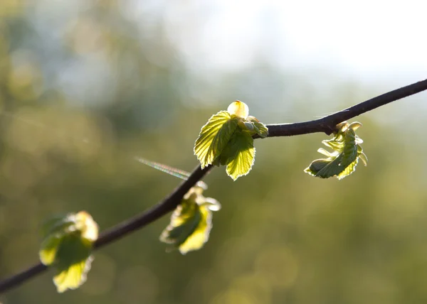 Hojas frescas de primavera — Foto de Stock