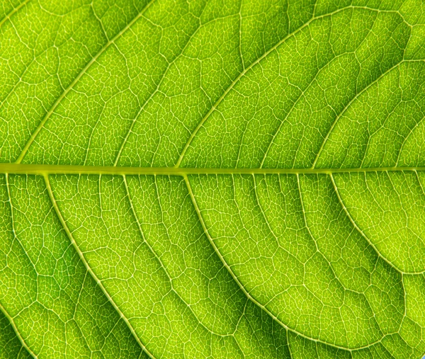 Зеленый лист — стоковое фото