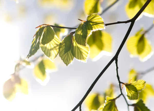 Πράσινα φύλλα στο ηλιακό φως — Φωτογραφία Αρχείου