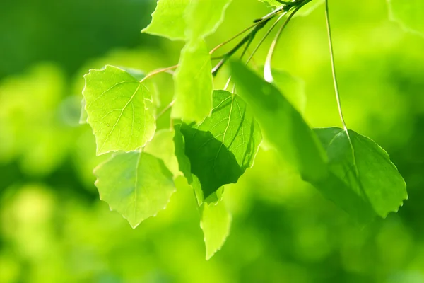 Folhas verdes na luz solar — Fotografia de Stock