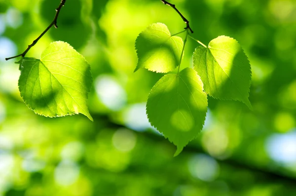 Green leaves in sunlight — Stock Photo, Image