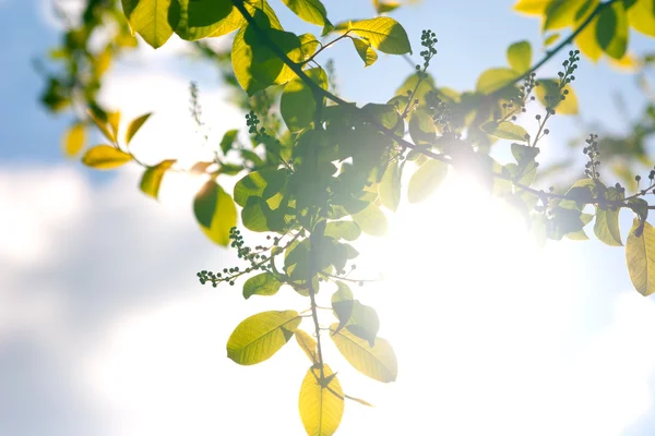 Groene bladeren op de takken tegen de hemel en zon — Stockfoto