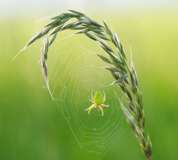 Green Spider — Stock Photo, Image