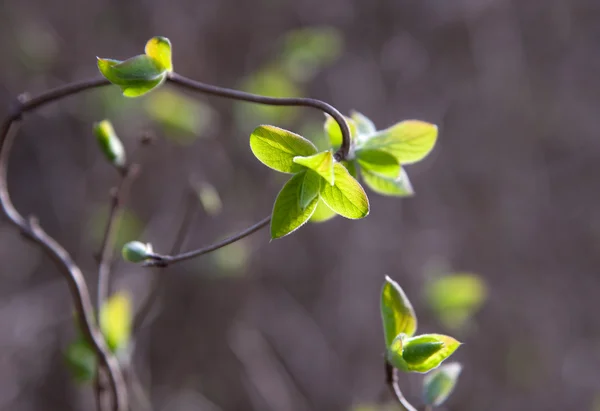 Hojas verdes de primavera en las ramas — Foto de Stock