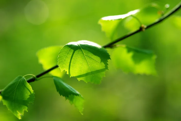 햇빛에 자작나무의 잎 — 스톡 사진