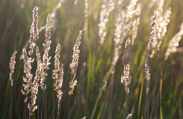 Panículas de hierba a la luz del sol —  Fotos de Stock