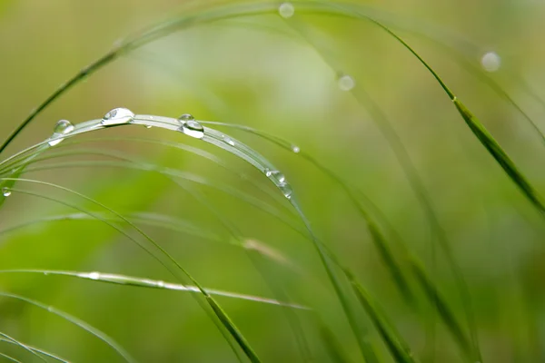 Krople deszczu na zielonej trawie — Zdjęcie stockowe