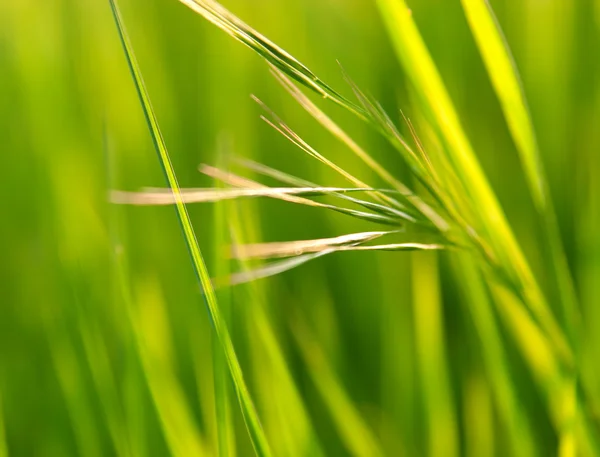 Frön av grönt gräs — Stockfoto