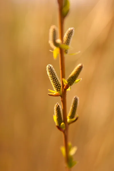 Cuvinte de primăvară pe o ramură — Fotografie, imagine de stoc