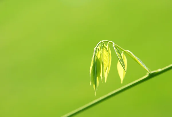 Spring branch with fresh leaves — Stock Photo, Image
