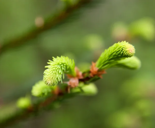 Agujas frescas de primavera de abeto — Foto de Stock