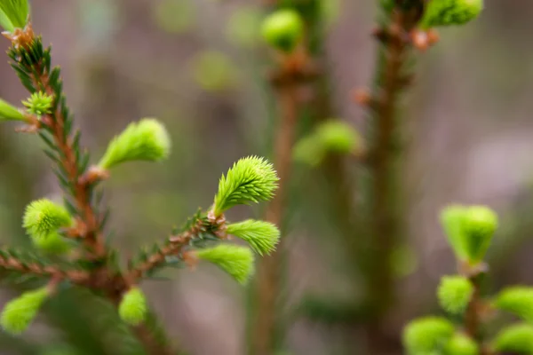 Agujas frescas de primavera de abeto —  Fotos de Stock