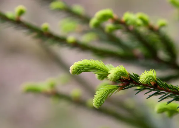 Primavera agulhas frescas de abeto — Fotografia de Stock
