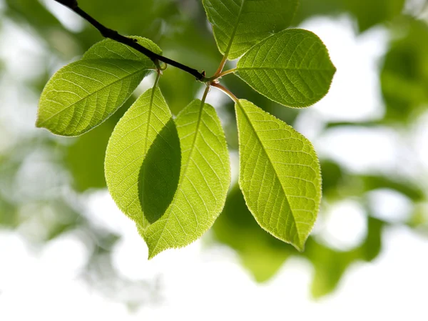 Spring green leaves in a forest — Stock Photo, Image
