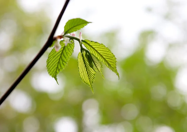 Spring leaves in a forest — Stock Photo, Image