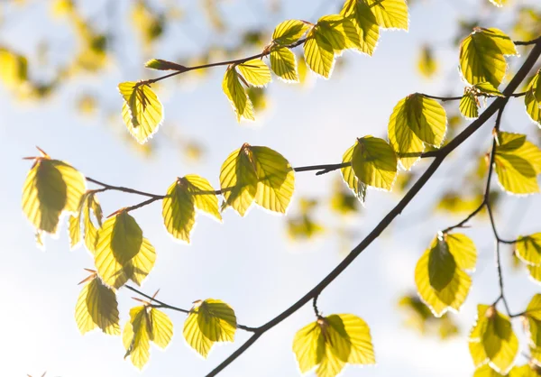 Spring leaves in sunlight — Stock Photo, Image