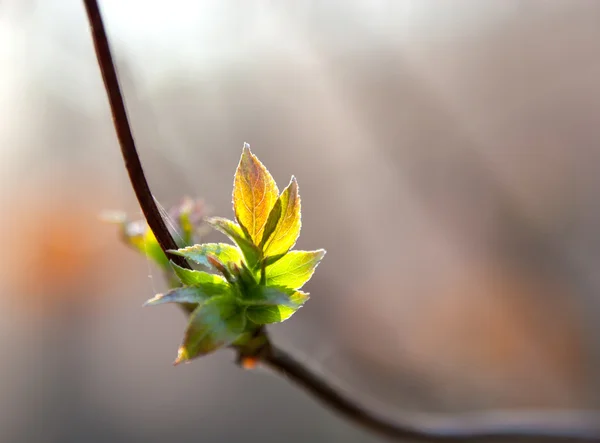 Весняне листя — стокове фото