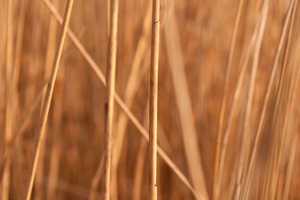 Stjälkar av reed — Stockfoto