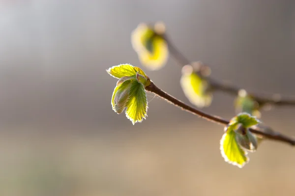 Les premières feuilles du printemps sur la branche à la lumière du soleil — Photo