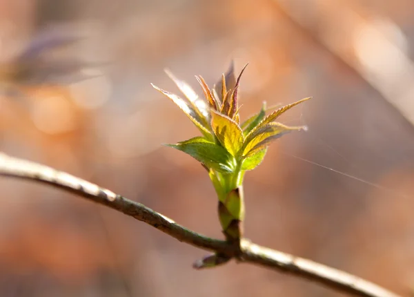 The first spring leaves — Stock Photo, Image