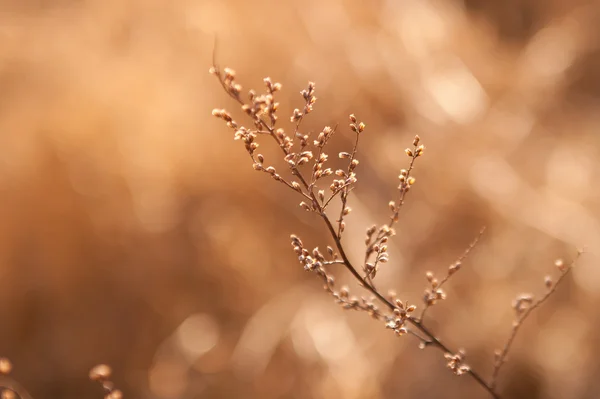 Травка на солнце — стоковое фото