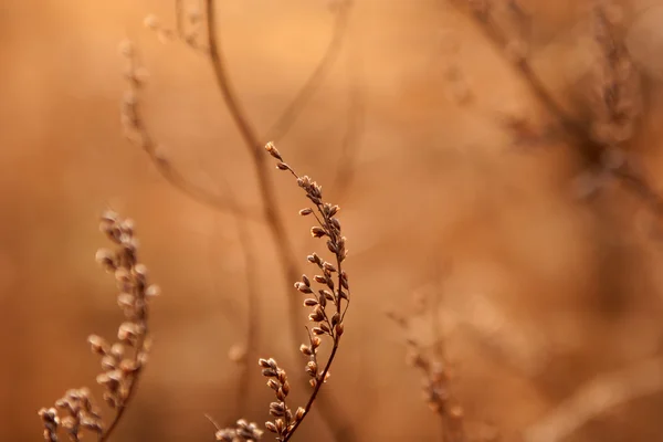 Травка на солнце — стоковое фото