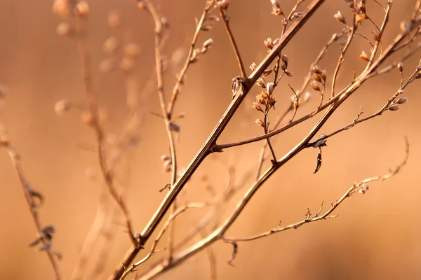 Травка в свете заходящего солнца — стоковое фото
