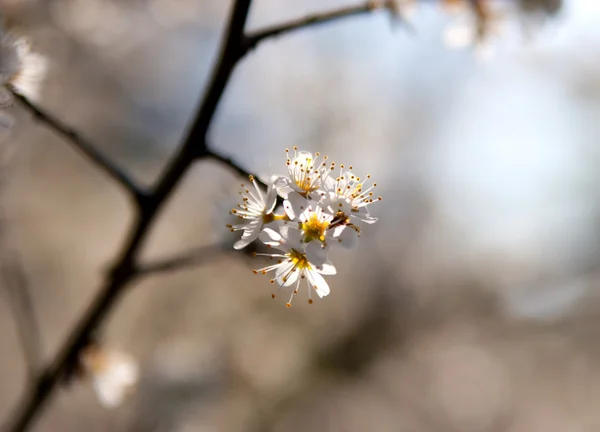 Fehér cseresznyevirág — Stock Fotó
