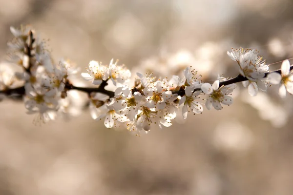 白桜 — ストック写真