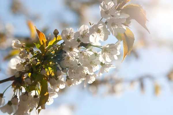 White cherry blossoms in sunlight — Stock Photo, Image