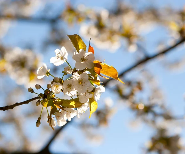 White cherry blossoms — Stock Photo, Image