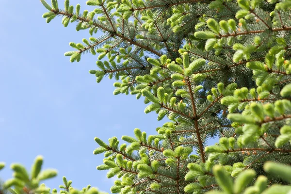 Unga nålar av blue spruce mot himlen. — Stockfoto