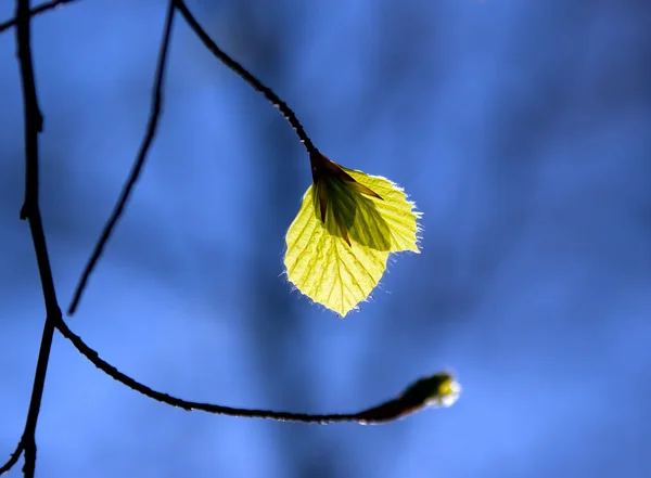 Junge frische Blätter — Stockfoto