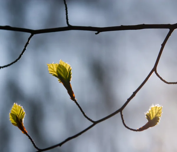 Jeunes feuilles fraîches — Photo